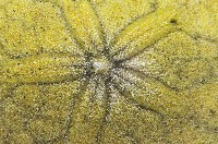 雷氏餅海膽藏品圖，第3張