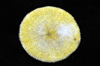 雷氏餅海膽藏品圖，第4張