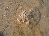 曼氏星盾(孔楯)海膽藏品圖，第2張