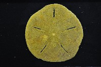 曼氏星盾(孔楯)海膽藏品圖，第5張