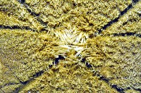 曼氏星盾(孔楯)海膽藏品圖，第7張