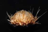 未知種深海皇冠海膽藏品圖，第4張