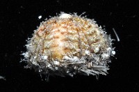 未知種深海皇冠海膽藏品圖，第5張