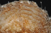 未知種深海皇冠海膽藏品圖，第7張