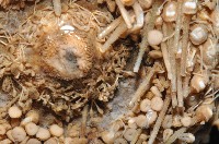 未知種深海皇冠海膽藏品圖，第8張