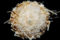 未知種深海皇冠海膽藏品圖，第2張