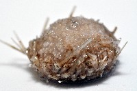 未知種深海皇冠海膽藏品圖，第3張
