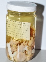 未知種後耳烏賊 1藏品圖，第1張