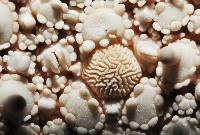 未知種馬海星藏品圖，第2張