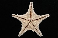 未知種馬海星藏品圖，第3張