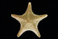 未知種馬海星藏品圖，第5張