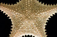 未知種馬海星藏品圖，第6張