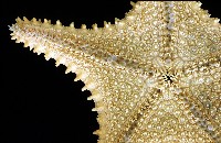 未知種馬海星藏品圖，第7張