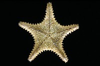 未知種馬海星藏品圖，第8張