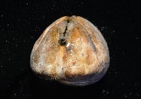命運神海膽藏品圖，第3張