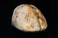 命運神海膽藏品圖，第4張