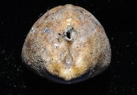 命運神海膽藏品圖，第6張