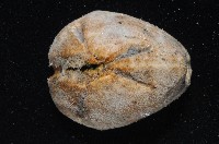 命運神海膽藏品圖，第7張