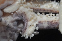 葉足鳥賊藏品圖，第3張