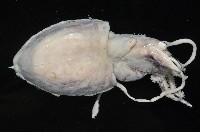 葉足鳥賊藏品圖，第4張