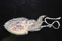 葉足鳥賊藏品圖，第5張