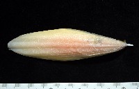 葉足鳥賊藏品圖，第6張