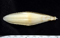 葉足鳥賊藏品圖，第8張