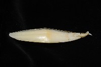葉足鳥賊藏品圖，第10張