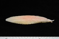 葉足鳥賊藏品圖，第11張