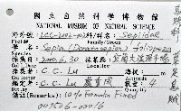 葉足鳥賊藏品圖，第12張
