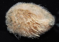 大裸心海膽藏品圖，第2張