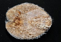 大裸心海膽藏品圖，第4張