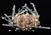 雙列角頭帕藏品圖，第4張