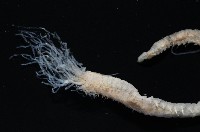 梧棲搓蟄蟲藏品圖，第2張