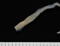 梧棲搓蟄蟲藏品圖，第3張