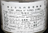 梧棲搓蟄蟲藏品圖，第2張