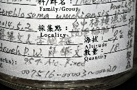 梧棲搓蟄蟲藏品圖，第4張