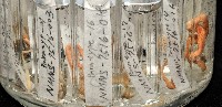 梧棲搓蟄蟲藏品圖，第8張