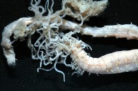 梧棲搓蟄蟲藏品圖，第2張