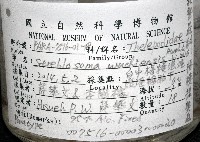 梧棲搓蟄蟲藏品圖，第6張