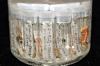 梧棲搓蟄蟲藏品圖，第8張