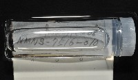 梧棲搓蟄蟲藏品圖，第2張