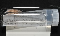 梧棲搓蟄蟲藏品圖，第2張