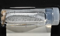 梧棲搓蟄蟲藏品圖，第2張