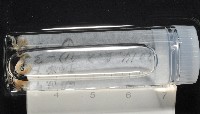 梧棲搓蟄蟲藏品圖，第3張