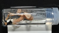 梧棲搓蟄蟲藏品圖，第1張