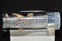 梧棲搓蟄蟲藏品圖，第2張