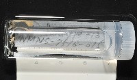 梧棲搓蟄蟲藏品圖，第1張
