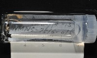 梧棲搓蟄蟲藏品圖，第2張