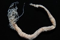 梧棲搓蟄蟲藏品圖，第4張